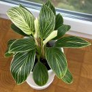 15 Seeds Philodendron White Measure House Flowers Planting Garden