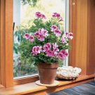 15 Seeds Geranium Rogers Delight House Flowers Planting Garden 15 Seeds Geranium Rogers Delight House Flowers Planting Garden