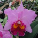 15 Seeds Cattleya Orchid Flowers Tree Planting Garden 15 Seeds Cattleya Orchid Flowers Tree Planting Garden