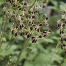 15 Seeds Black Flowered Geranium House Flowers Planting Garden