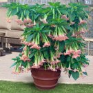 15 Seeds Angel’S Pink Profusion’ House Flowers Planting Garden