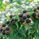 15 Seeds Black Raspberry House Flowers Planting Garden 15 Seeds Black Raspberry House Flowers Planting Garden