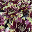 15 Seeds Hardy Hens & Chicks Colorock House Flowers Planting Garden 15 Seeds Hardy Hens & Chicks Colorock House Flowers Planting Garden
