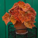 15 Seeds Begonia Autumn Flowers Tree Planting Garden 15 Seeds Begonia Autumn Flowers Tree Planting Garden