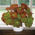 15 Seeds Begonia Amelias Flowers Tree Planting Garden 15 Seeds Begonia Amelias Flowers Tree Planting Garden