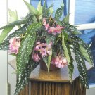 15 Seeds Angel Wing Begonia Flowers Tree Planting Garden 15 Seeds Angel Wing Begonia Flowers Tree Planting Garden