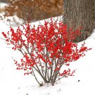 15 Seeds Winterberry Berry Poppins House Flowers Planting Garden
