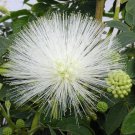 15 Seeds White Powder Puff Calliandra House Flowers Planting Garden 15 Seeds White Powder Puff Calliandra House Flowers Planting Garden