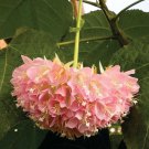15 Seeds Pink Ball Tree House Flowers Planting Garden