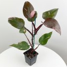 15 Seeds Philodendron Pink Princess House Flowers Planting Garden 15 Seeds Philodendron Pink Princess House Flowers Planting Garden