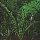 15 Seeds Ostrich Fern House Flowers Planting Garden 15 Seeds Ostrich Fern House Flowers Planting Garden