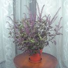 15 Seeds Holy Basil Krishna House Flowers Planting Garden 15 Seeds Holy Basil Krishna House Flowers Planting Garden