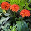 15 Seeds Fire Lily House Flowers Planting Garden 15 Seeds Fire Lily House Flowers Planting Garden