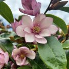 15 Seeds Fairy Magnolia House Flowers Planting Garden