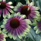 15 Seeds Echinacea Sweet Sandia House Flowers Planting Garden