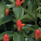 15 Seeds Dwarf Cone Ginger House Flowers Planting Garden 15 Seeds Dwarf Cone Ginger House Flowers Planting Garden