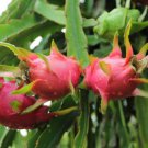 15 Seeds Dragon Fruit House Flowers Planting Garden