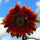 Sunflower Seeds Chocolate Cherry 35 Annual Flower Garden Blooms Fast Shipping Sunflower Seeds Chocolate Cherry 35 Annual Flower Garden Blooms Fast Shipping