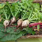 Seven Top Turnip Seeds 1000 Vegetable Garden Nongmo Heirloom Fast Shipping Seven Top Turnip Seeds 1000 Vegetable Garden Nongmo Heirloom Fast Shipping