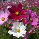 Cosmos Seeds Sensation Mix 100 Ct Flower Garden Annual Fast Shipping Cosmos Seeds Sensation Mix 100 Ct Flower Garden Annual Fast Shipping