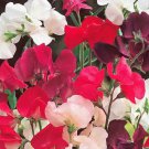 Sweet Pea Knee High Mix 25 Ct Flower Annual Mixed Colors Fast Shipping Sweet Pea Knee High Mix 25 Ct Flower Annual Mixed Colors Fast Shipping