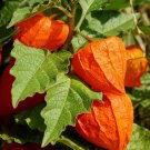 Chinese Lantern Physalis Franchetti Seeds 100 Vegetable Heirloom Nongmo Fast Shipping
