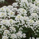 Candytuft Empress Rocket Seeds 250 Annual Flower Iberis Amara Fast Shipping Candytuft Empress Rocket Seeds 250 Annual Flower Iberis Amara Fast Shipping