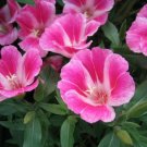Clarkia Farewell To Spring Seeds 300 Godetia Amoena Annual Flower Fast Shipping Clarkia Farewell To Spring Seeds 300 Godetia Amoena Annual Flower Fast Shipping
