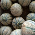 Hearts Of Gold Cantaloupe Seeds 50 Melon Fruit Heirloom Nongmo Fast Shipping Hearts Of Gold Cantaloupe Seeds 50 Melon Fruit Heirloom Nongmo Fast Shipping