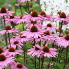 Purple Coneflower Seeds 250 Echinacea Perennial Wildflower Fast Shipping