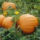 Mammoth Gold Giant Pumpkin Seeds 10 Ct Nongmo 4060 Lbs Fast Shipping Mammoth Gold Giant Pumpkin Seeds 10 Ct Nongmo 4060 Lbs Fast Shipping