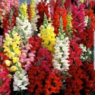 Snapdragon Tall Mix Seeds 2500 Tall Flower Bright Mixed Colors Fast Shipping Snapdragon Tall Mix Seeds 2500 Tall Flower Bright Mixed Colors Fast Shipping