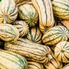 Delicata Squash Seeds 20 Ct Winter Vegetable Garden Sweet Potato Squash Fast Shipping