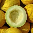 Golden Beauty Casaba Melon Seeds 50 Yellow Fruit Nongmo Fast Shipping