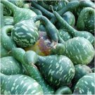 Gourd Seeds Speckled Swan 5 Ct Bottle Goose Nongmo Fast Shipping Gourd Seeds Speckled Swan 5 Ct Bottle Goose Nongmo Fast Shipping