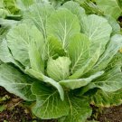 Georgia Southern Collard Seeds 500 Greens Vegetable Nongmo Fast Shipping Georgia Southern Collard Seeds 500 Greens Vegetable Nongmo Fast Shipping
