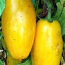 Banana Legs Yellow Tomato Seeds 50 Ct Vegetable Heirloom Nongmo Fast Shipping