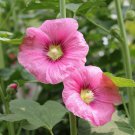 Hollyhock Flower Seeds 35 Alcea Rosea Perennial Garden Heirloom Fast Shipping