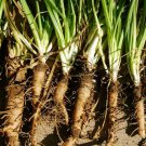 Salsify Seeds Mammoth Sandwich Island 50 Ct Vegetable Nongmo Fast Shipping Salsify Seeds Mammoth Sandwich Island 50 Ct Vegetable Nongmo Fast Shipping