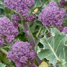 Purple Broccoli Seeds 600 Early Purple Sprouting Nongmo Heirloom Fast Shipping Purple Broccoli Seeds 600 Early Purple Sprouting Nongmo Heirloom Fast Shipping