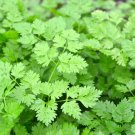 Chervil Seeds 500 Gourmet Plain Leaf French Parsley Herb Garden Fast Shipping Chervil Seeds 500 Gourmet Plain Leaf French Parsley Herb Garden Fast Shipping