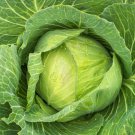 Golden Acre Cabbage Seeds 500 Vegetable Garden Nongmo Fast Shipping Golden Acre Cabbage Seeds 500 Vegetable Garden Nongmo Fast Shipping