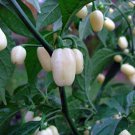 White Hot Habanero Pepper Seeds 30 Capsicum Chinense Nongmo Fast Shipping White Hot Habanero Pepper Seeds 30 Capsicum Chinense Nongmo Fast Shipping