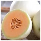 Honey Dew Orange Flesh Cantaloupe Seeds 50 Muskmelon Fruit Fast Shipping