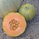Minnesota Midget Cantaloupe Seeds 25 Mini Melon Fruit Nongmo Fast Shipping Minnesota Midget Cantaloupe Seeds 25 Mini Melon Fruit Nongmo Fast Shipping