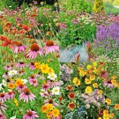 All Perennial Wildflower Mix Seeds 200 Colorful Mixture 17 Species Fast Shipping All Perennial Wildflower Mix Seeds 200 Colorful Mixture 17 Species Fast Shipping