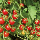 Sweetie Tomato Seeds 100 Ct Cherry Tomato Vegetable Heirloom Indeterminate Fast Shipping