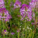 Rocky Mountain Bee Plant Seeds 50 Ct Cleome Serrulata Flower Annual Fast Shipping