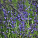 Blue Sage Seeds 100 Salvia Farinacea Herb Nongmo Perennial Fast Shipping Blue Sage Seeds 100 Salvia Farinacea Herb Nongmo Perennial Fast Shipping