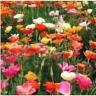Mission Bells California Poppy Seeds 250 Flower Eschscholzia Fast Shipping Mission Bells California Poppy Seeds 250 Flower Eschscholzia Fast Shipping